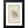 thumbnail image 2 of Robert Jacob Gordon 11x14 Black Modern Framed Museum Art Print Titled - Stapelia Paniculata Willd.(Small Starfish Flower) (1777 - 1786), 2 of 5