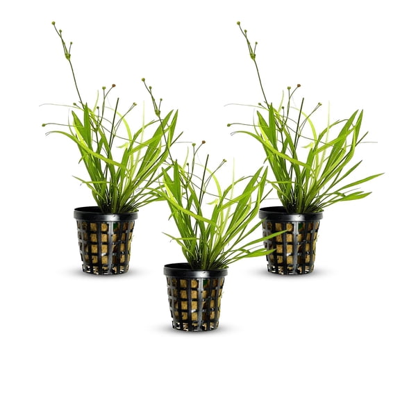 Chain Sword Narrow Leaf Hellanthium Bolivianum Size: Rooted In 2" Pot Live Aquarium Plants BUY 2 GET 1 FREE