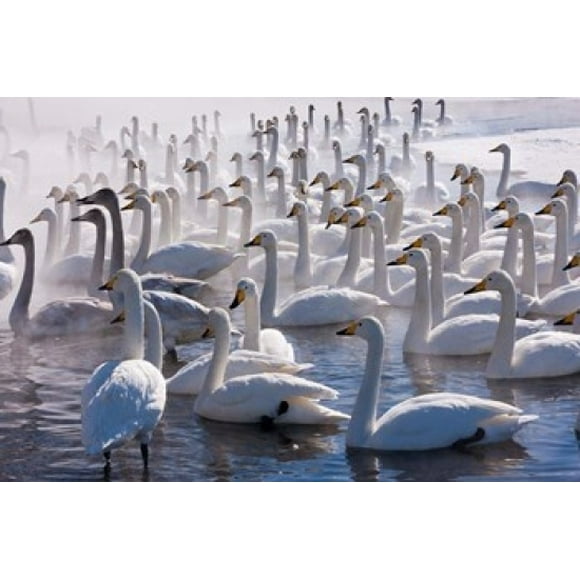 Whooper swans, Hokkaido, Japan Poster Print by Art Wolfe (36 x 24)