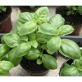 thumbnail image 1 of HJADGG Seeds Basil Indoor Green Heirloom Non-GMO, 1 of 8