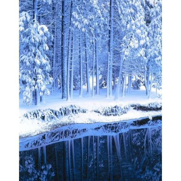Winter, Conifers, Merced River, Yosemite Valley CA Poster Print by Scott T. Smith (16 x 20)