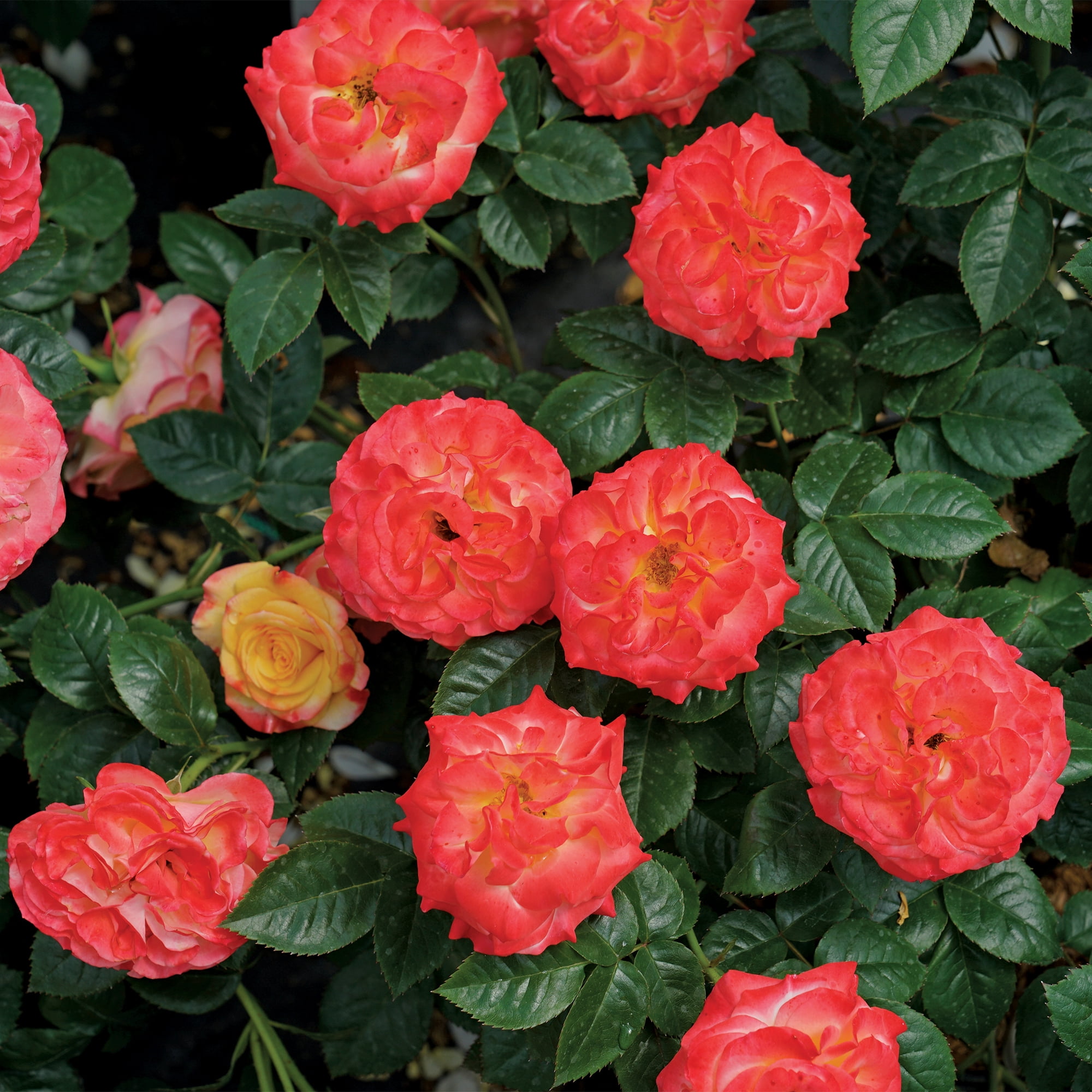 Proven Winners ColorChoice En Fuego Rose Live Shrub (2 Gallon)