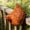 Orange, variant on NATPLUS Chicken Fence Decor Resin Rooster Statue Farmhouse Garden Figurine Yard Art Decor White/Orange