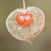 CZ Grain 100 Chinese Lantern Physalis Alkekengi Plant Seeds
