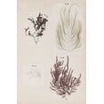 thumbnail image 2 of Vision Studio 17x24 White Modern Wood Framed Museum Art Print Titled - Coral Collage IV, 2 of 4