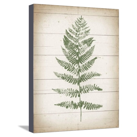 Fern Print Ii V2 Stretched Canvas Print Wall Art Walmart Com