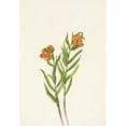 thumbnail image 2 of Mary Vaux Walcott 14x18 Gold Ornate Wood Frame and Double Matted Museum Art Print Titled - Columbia Lily. Lily Columbianum (1925), 2 of 4