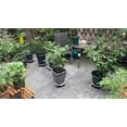thumbnail image 6 of D-GROEE Plastic Plant Caddy with/without Easy Moving Caster Wheels Round Movable Planter Dolly Trolley Tray Pallet Outdoor Indoor Tree Flower Planter Stand Base, 6 of 6