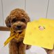 thumbnail image 1 of Puntoco Juguete de tela interactivo para perros con sonido arrugado, bolsillos ocultos para golosinas, diseño suave y masticable, adecuado para perros pequeños y medianos, 1 of 5