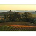 thumbnail image 2 of Vineyard from Artesa Winery, Los Carneros, Napa Valley, California, Scenic Stretched Canvas Wall Art by Janis Miglavs Sold by Art.Com, 2 of 5
