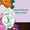 thumbnail image 4 of Miracle-Gro Shake 'n Feed Rose & Bloom Plant Food - Long-Lasting Granular Fertilizer for Flowering Plants, Feeds Up to 3 Months - 4.5 lbs., 4 of 5