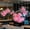 Pink, variant on Boppy Balls Set - 5pc 20-Inch Colorful Balls with 30pc 5-Inch Balloons, Air Pump, White Ribbon & 6 Hooks for Parties and Events