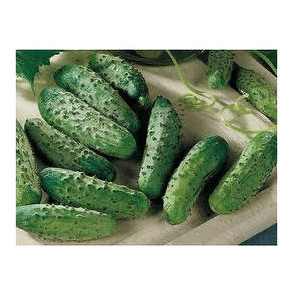 Cucumber National Pickling Great Heirloom Vegetable By Seed Kingdom BULK 2,000 Seeds