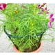 thumbnail image 4 of Anillo de soporte para plantas semicircular, soporte de jaula de plástico para plantas, maceta, enrejado trepador para plantas pequeñas, flores, vegetales, plantas de interior, 4 of 7
