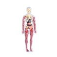 thumbnail image 2 of Siruishop 19Pcs Transparent Human Body Model Bodily Structure Figure for Classroom Teacher style A, 2 of 7