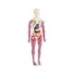 thumbnail image 2 of 19 piezas de modelo de estructura del cuerpo humano transparente, herramienta científica educativa, extraíble 3D estilo A, 2 of 7