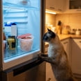 thumbnail image 6 of Silicone Pet Food Storage Container 8.2cm, Microwave and Freezer Safe Sealed Lid for Cat Wet Food, Airtight Mini Food Container for Fridge Storage, Reusable Food Grade Container for Pets, 6 of 6