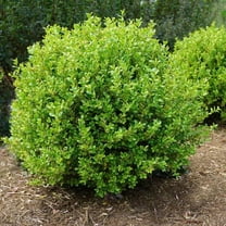Golden Dream Boxwood-Variegated Foliage Shrub  1 Gallon