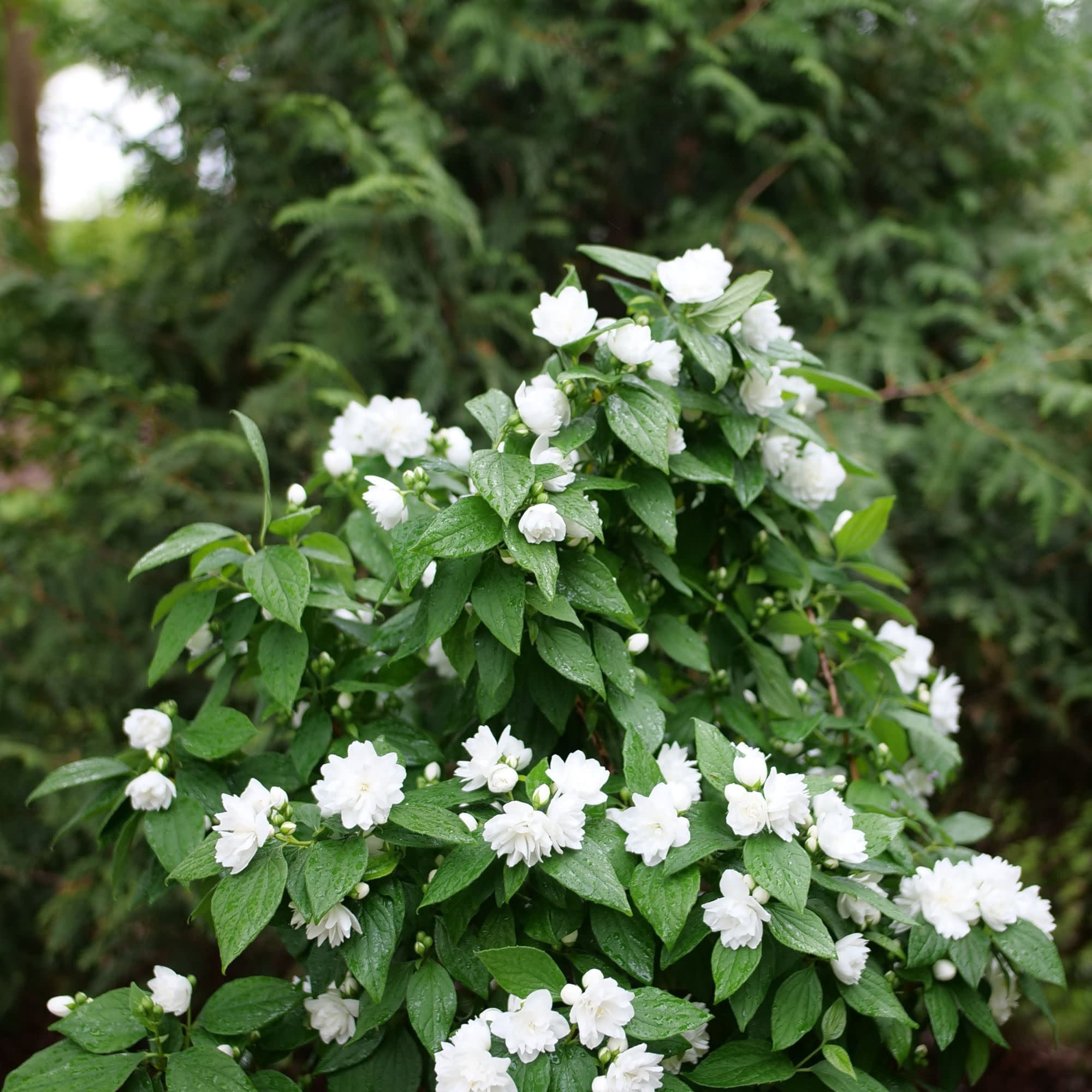 Proven Winners ColorChoice 5" White Illuminati Spice Mock Orange Live Plant in 4.5" Pot (4 Count)