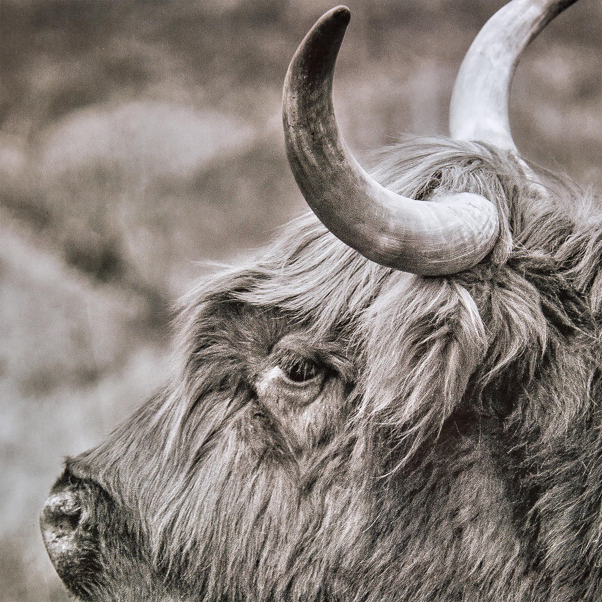 Crystal Art Gallery Highland Cow 11"14" 3-Piece Print Set