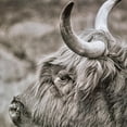 thumbnail image 5 of American Art Decor Highland Cow 11" x 14" 3-Piece Print Set, 5 of 7