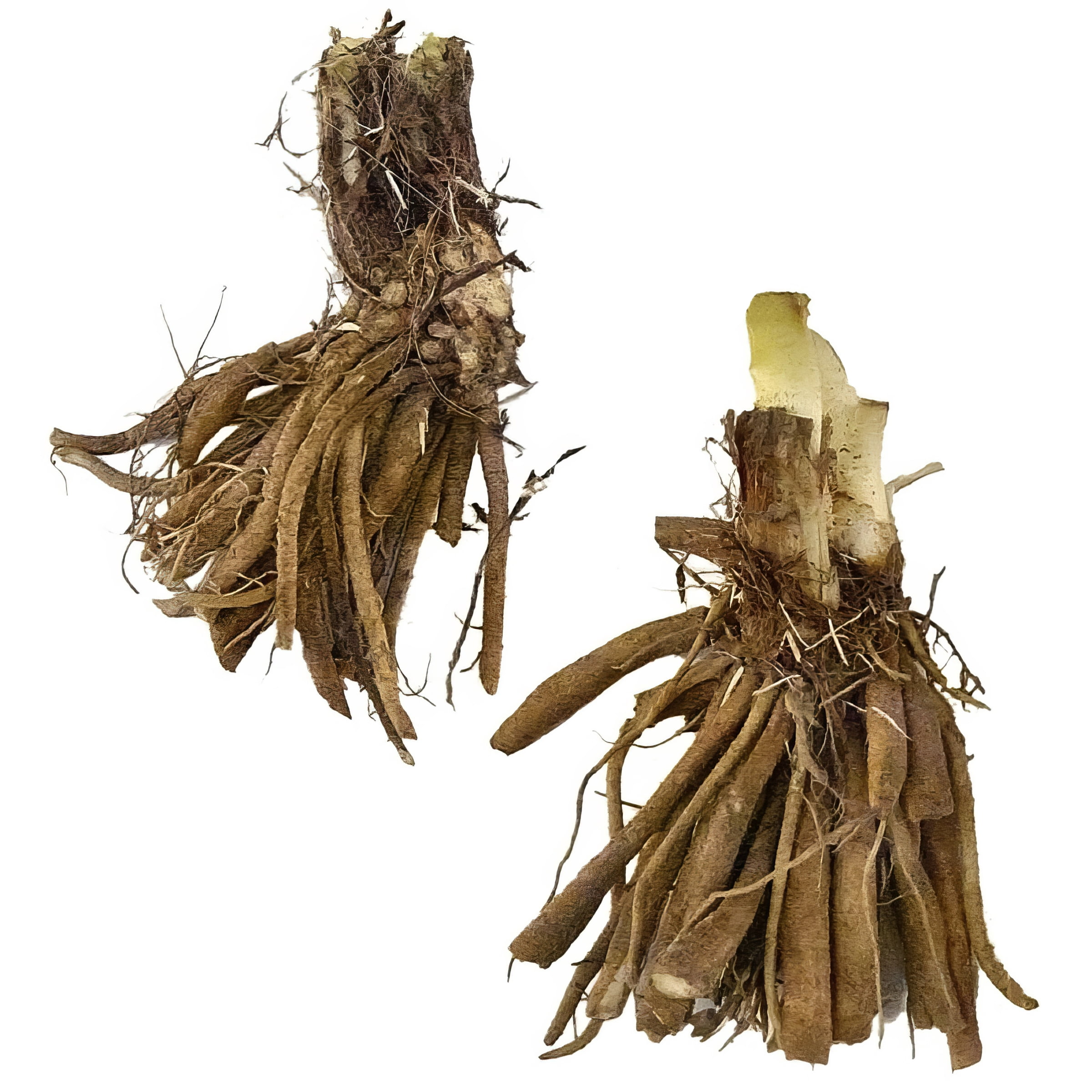 Bare Root Hemerocallis Be Fruitful and Multiply Perennial Plant with Maroon Flowers (2-Pack)