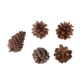 thumbnail image 2 of 5 Piezas De Pino Natural Seca Decoración De Decoración para hogar Particular, 2 of 8