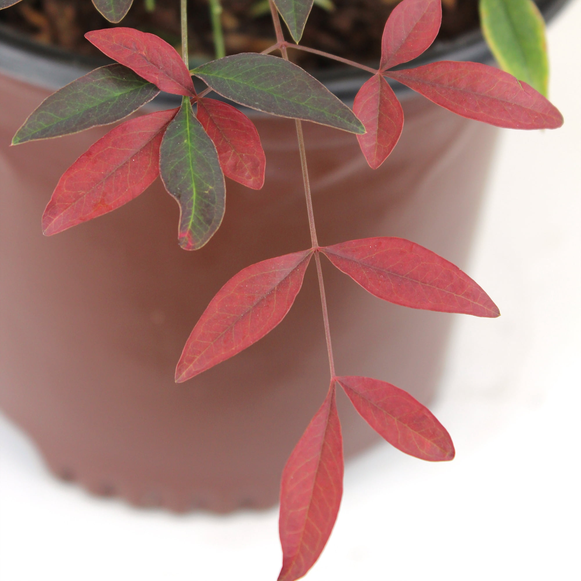 Southern Living Nandina Flirt Shrub, Outdoor Plant & Garden Shrubs 1 gal Pot, Part Sun
