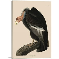 ARTCANVAS Californian Vulture Canvas Art Print by John James Audubon - Size: 26" x 18" (0.75" Deep)