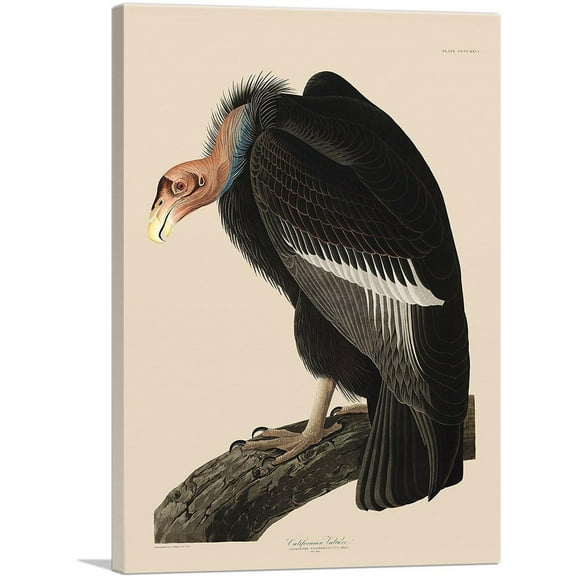 ARTCANVAS Californian Vulture Canvas Art Print by John James Audubon - Size: 26" x 18" (0.75" Deep)