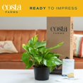 thumbnail image 3 of Costa Farms Easy Care Devil's Ivy Golden Pothos Live Indoor Plant, 6-Inch, 3 of 3