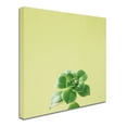 thumbnail image 2 of Trademark Fine Art 'Succulent Simplicity VII' Canvas Art by Felicity Bradley, 2 of 3