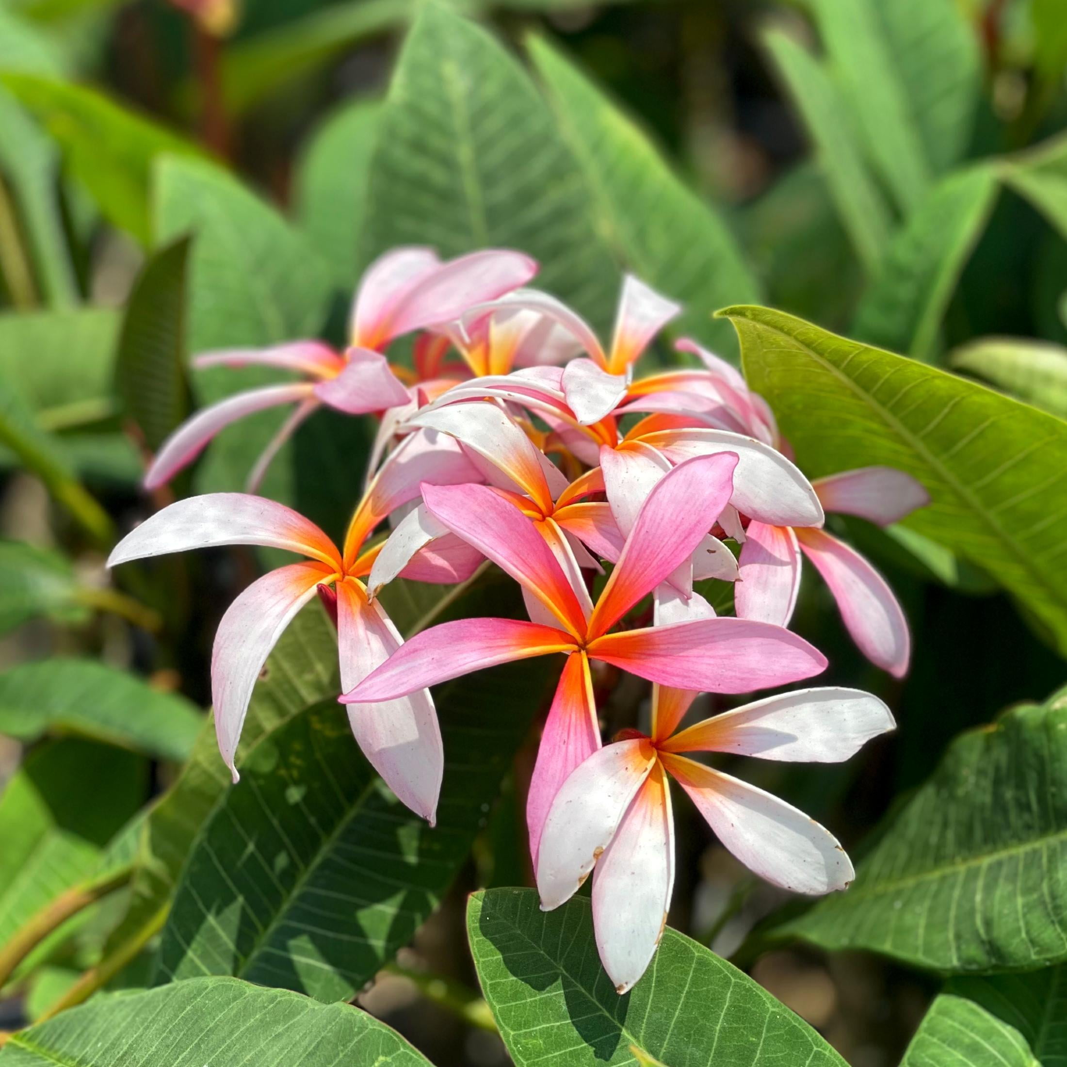 Plumeria Plant Pink Shades (Potted)