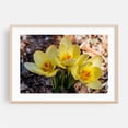 thumbnail image 2 of Yellow Crocus on a Warm Spring Day - Pennsylvania Photography Flowers Floral Nature Garden Botanical Unframed Wall Art Print 20 x 30 inches, 2 of 12