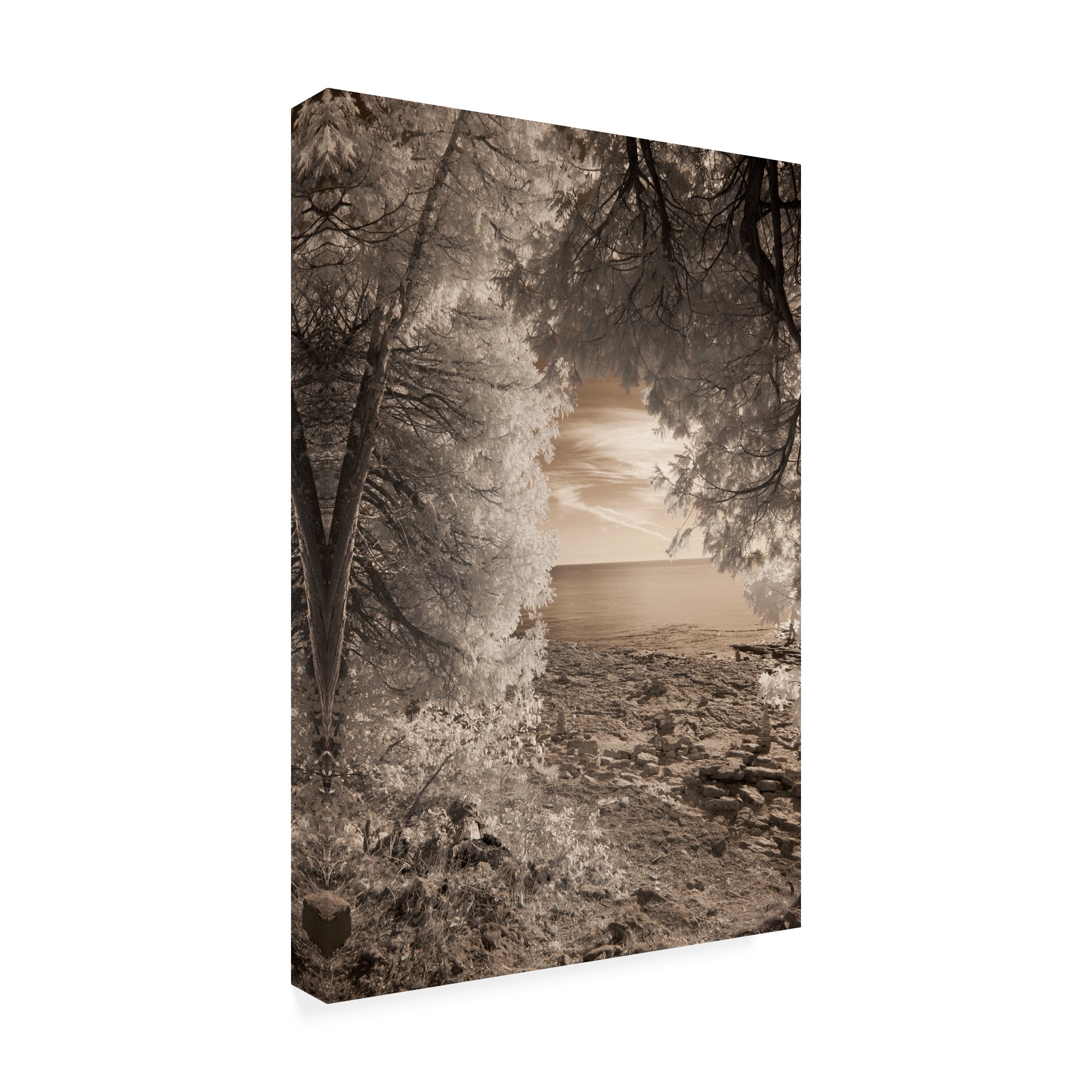 Trademark Fine Art 'Tree Frame Sepia' Canvas Art by Monte Nagler