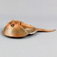 thumbnail image 4 of High Simulation Horseshoe Crab Animal Model Marine Organism Decoration for Children Playing, 4 of 9