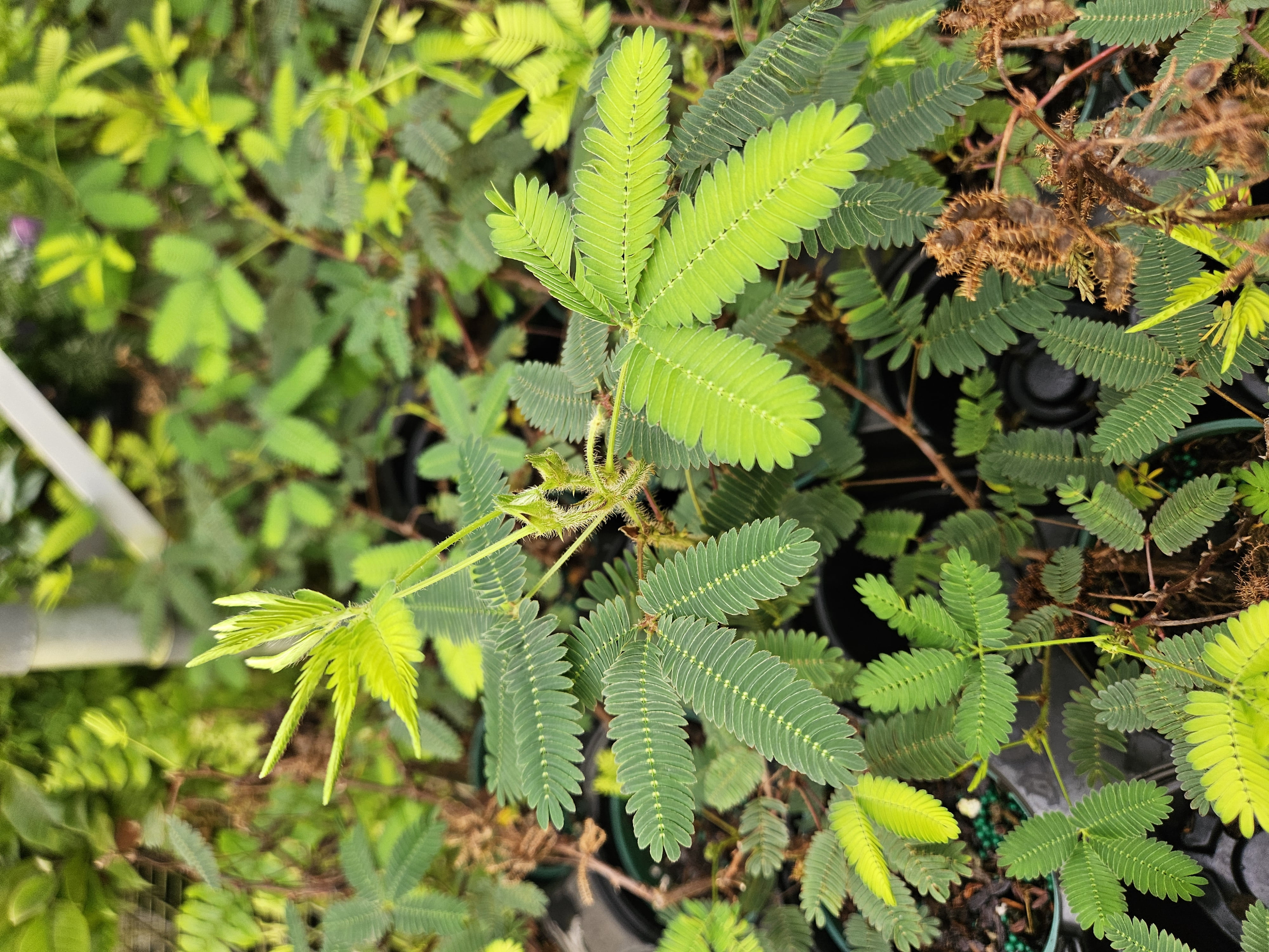 Sensitive Plant - Leaves Move - Mimosa pudica - 4" Pot