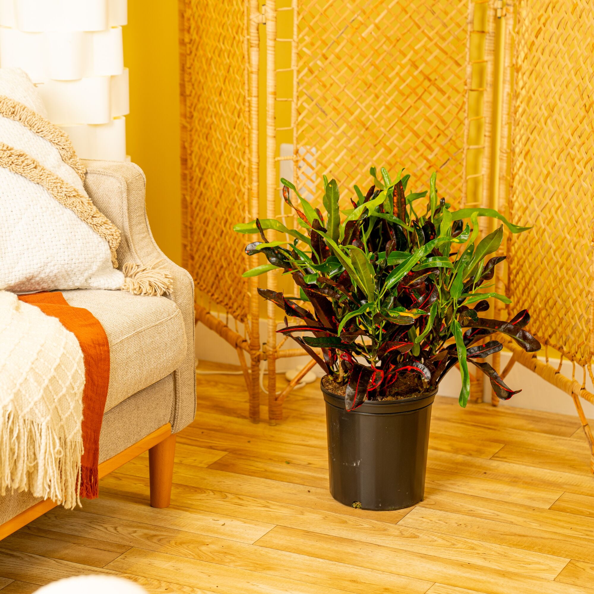 white bird of paradise indoor plant care White Bird of Paradise Plant
