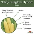 thumbnail image 4 of Burpee Early Sunglow Hybrid Sweet Corn Vegetable Seed, 1-Pack, 4 of 5