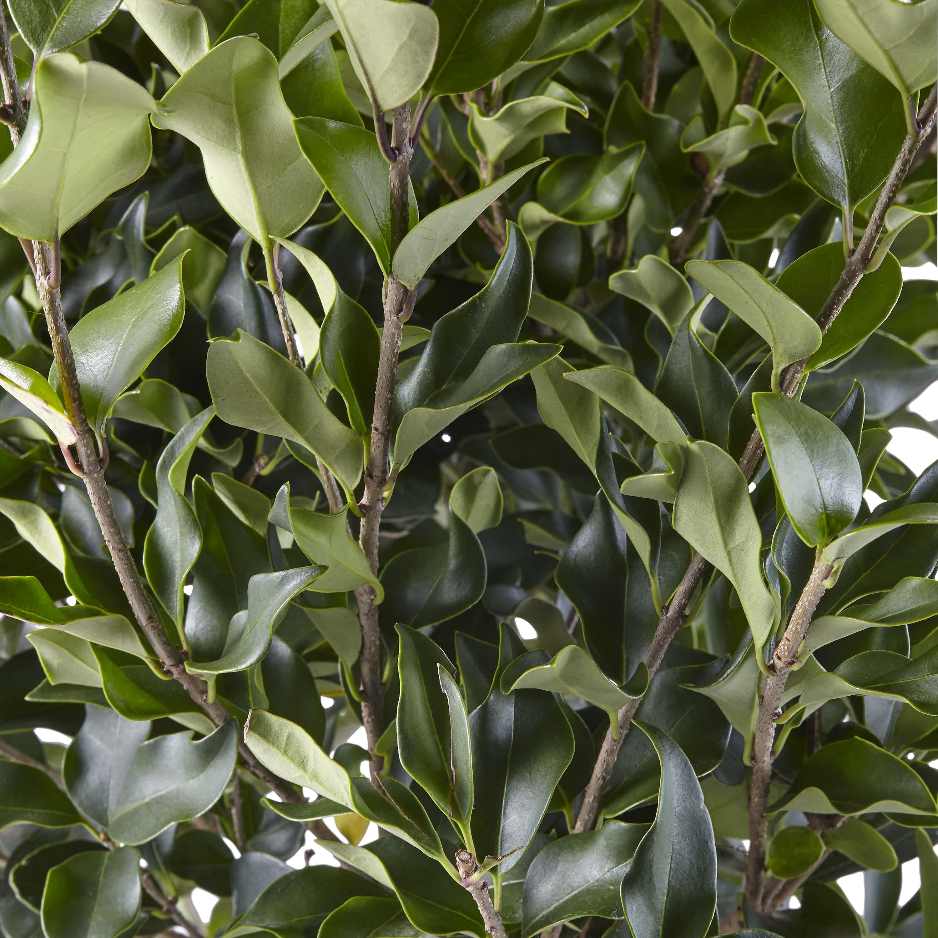 Ligustrum Recurvifolium Privet Live Shrub (7 Gallon)