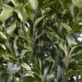 thumbnail image 3 of Ligustrum Recurvifolium Privet Live Shrub (7 Gallon), 3 of 9