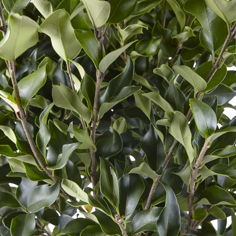 philodendron bipennifolium schott Philodendron Bipennifolium Columbia | Rare Unique Potted Plants for  Delivery | Houseplant for sale