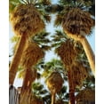 thumbnail image 2 of Talbot Frank, Christopher 20x23 White Modern Wood Framed Museum Art Print Titled - California, Anza-Borrego Desert Fan Palm trees, 2 of 4