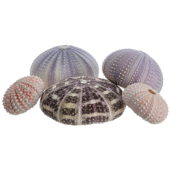 Sea Urchin Collection 5 Assorted Sea Urchins Coastal Decorations Plus Free Nautical eBook by Joseph Rains