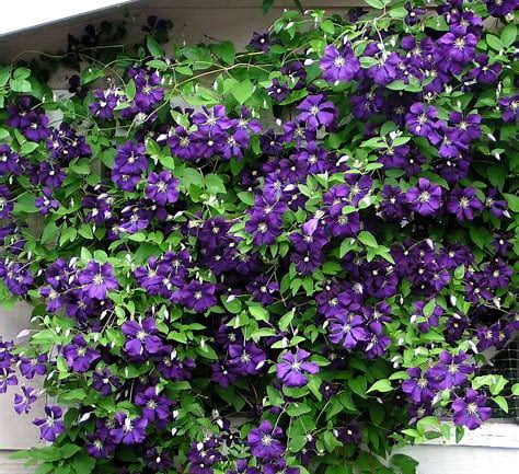 Jackmani Clematis Vine - Velvety-Purple - 2.5' Pot