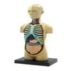 Skynet 4D VISION Body human anatomy model puzzle No.01 solid by Aoshima