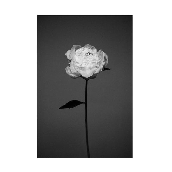 Trademark Fine Art Antonida Frolova Peony Canvas Wall Art