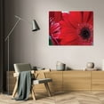 thumbnail image 3 of Erin Berzel 32x23 Gallery Wrapped Canvas Wall Art Titled - Red Gerbera Close-up, 3 of 4