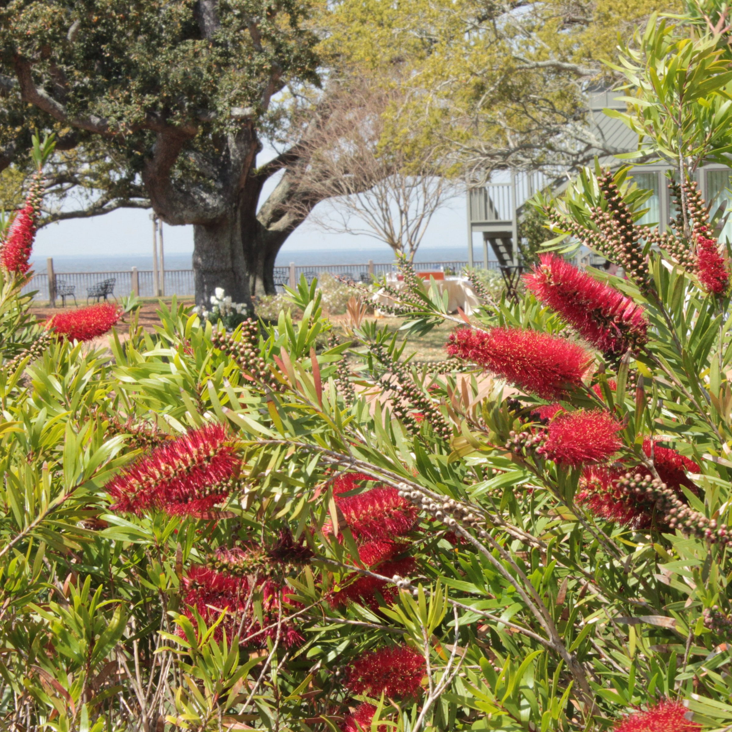 National Plant Network 1 gal Bottlebrush Shrub with Red Flowers