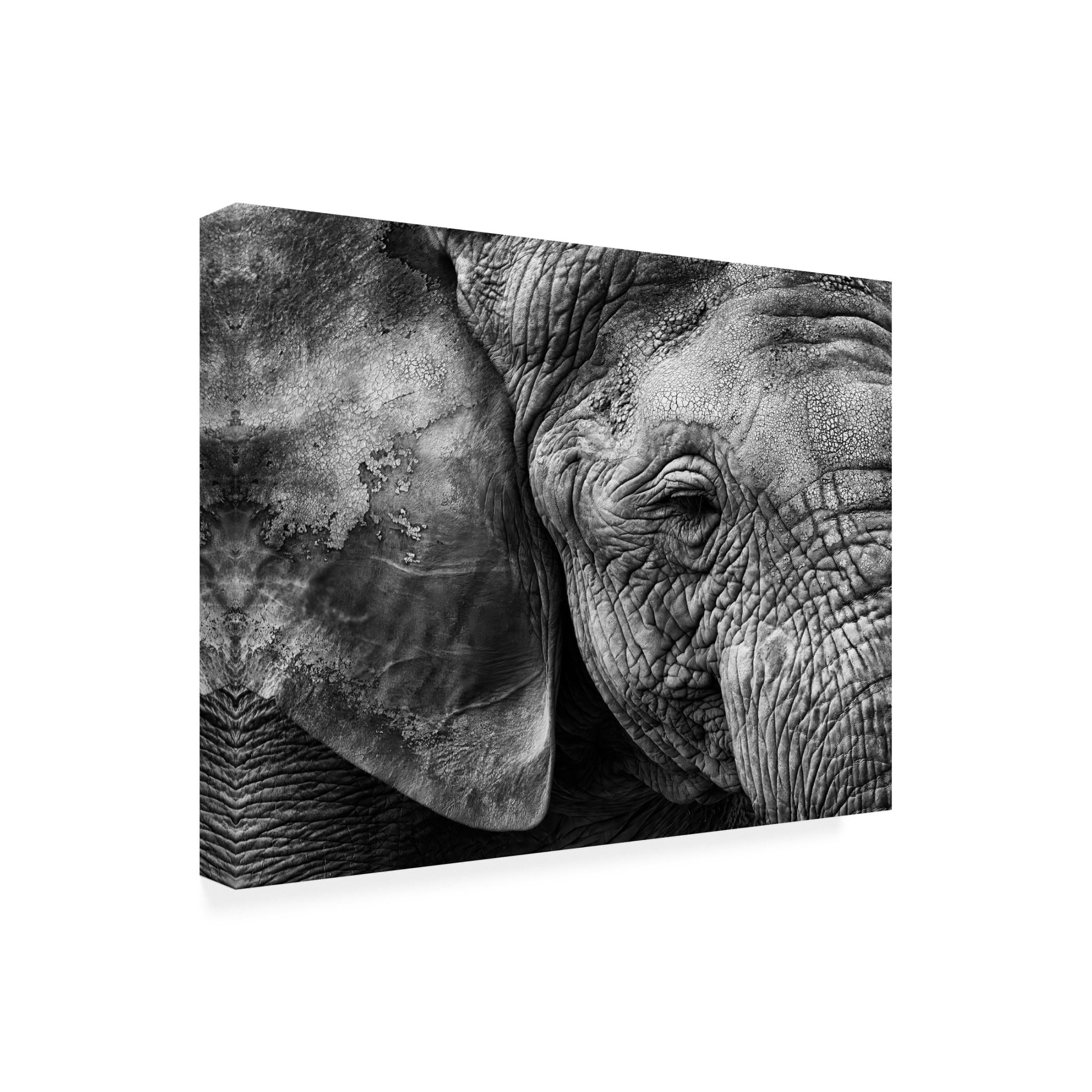 Trademark Fine Art Helena GARCIA HUERTAS Elephant Skin Canvas Wall Art
